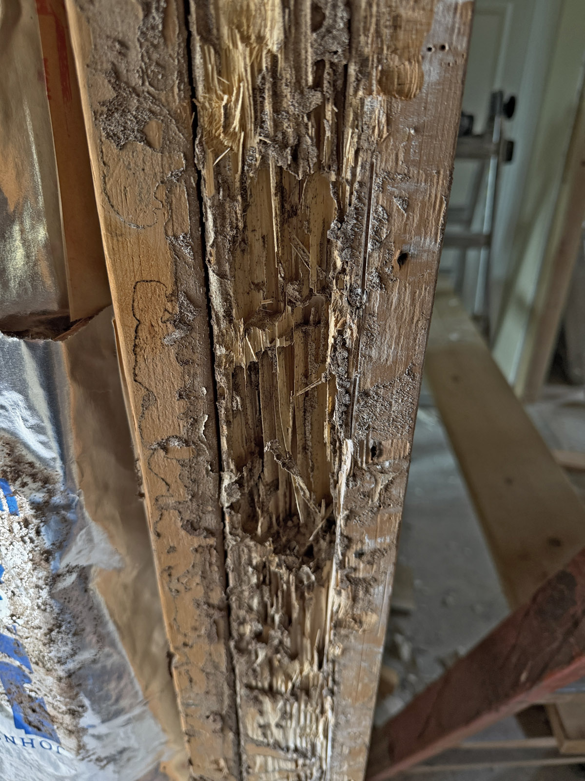 Termite damaged discovered during a remodel in Sedona Arizona