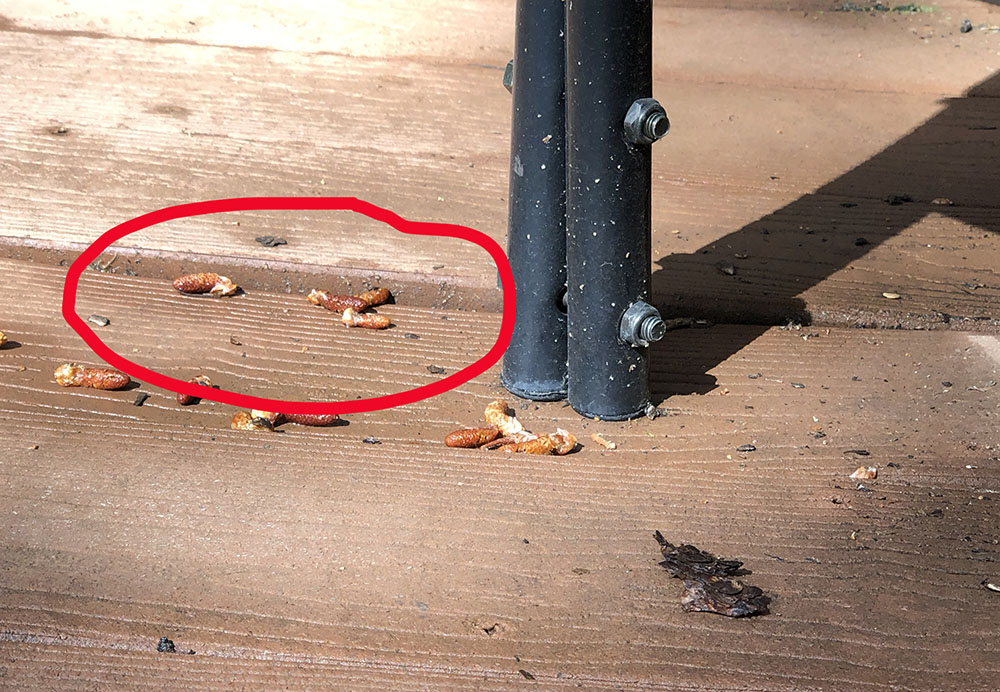 Warped deck board due to over spacing of joists